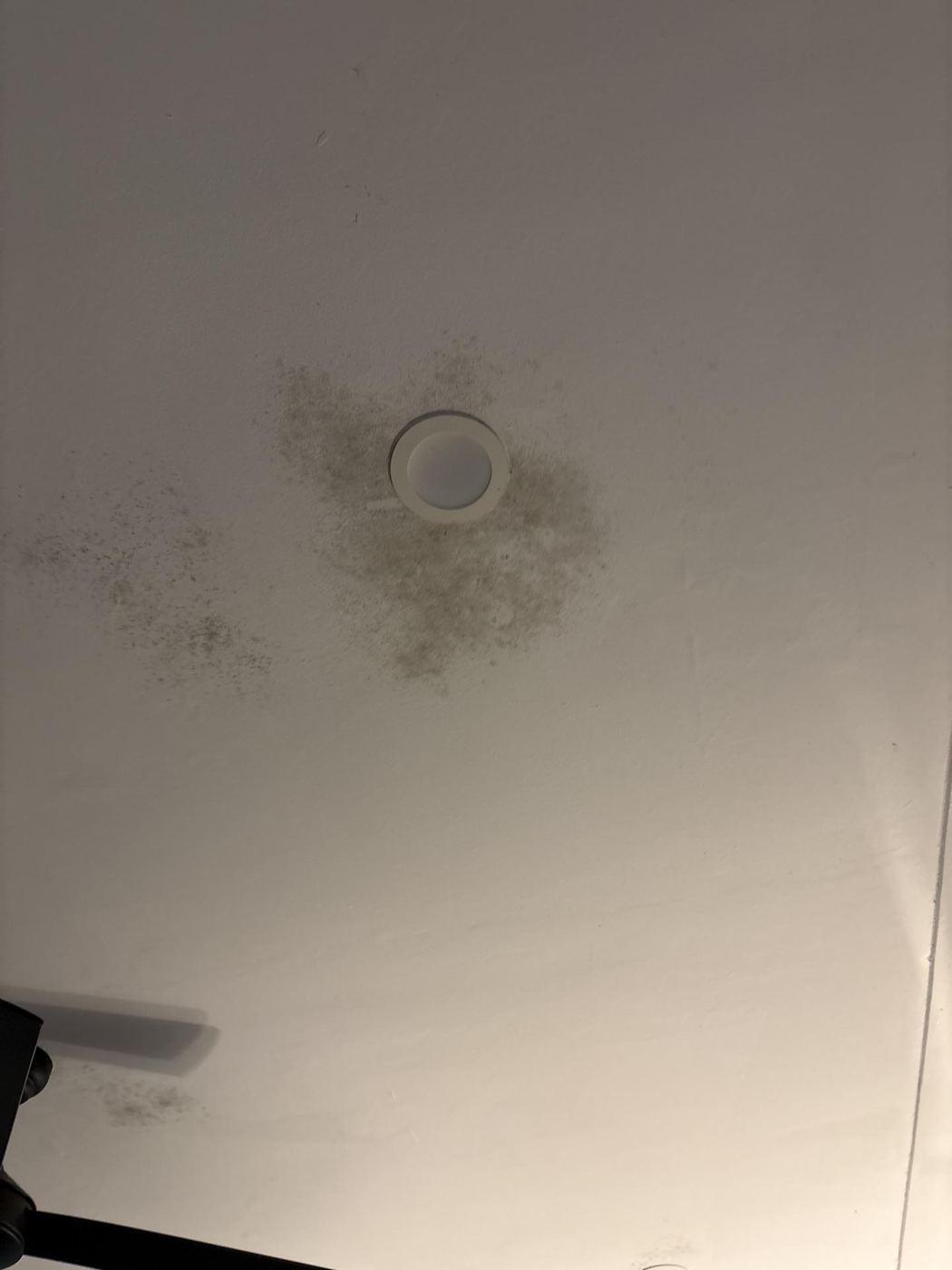 Ceiling mould around downlight before drySafe remediation — Mosman